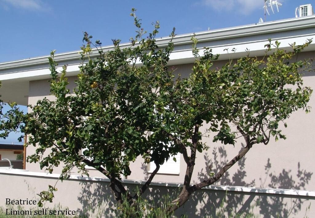 Media Ragusa Extras 112 Default 1940 Conversions 697c8d93bb4b8 Limone Normalized Crop