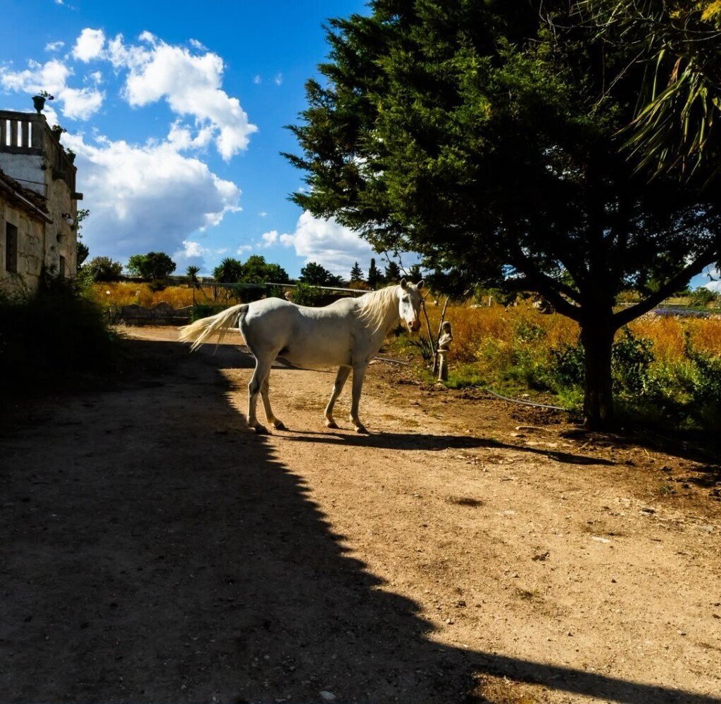 Media Ragusa Extras 661 Default 4675 Conversions 6a4adaca9c841 33c29ddd D477 471b 9503 4493a47c7a07 Normalized Crop