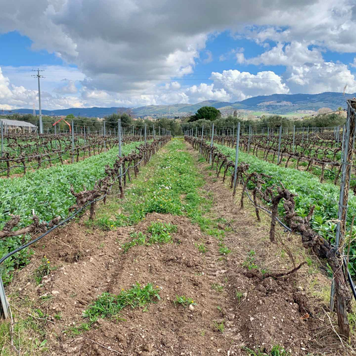 Degustazione di vini e olio d’oliva in cantina - Esperienza guidata