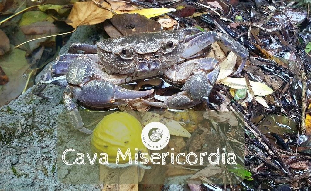 30 Ago Cava Misericordia Aigae