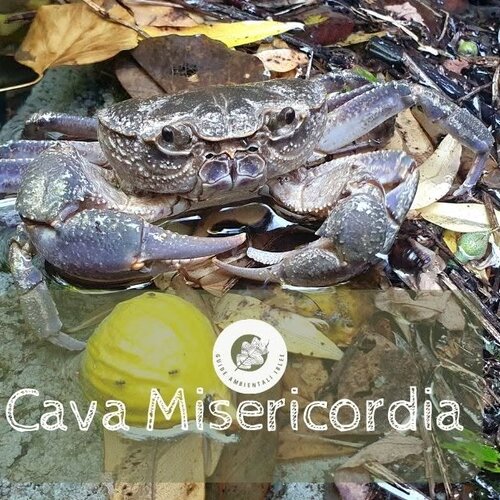 30 Ago Cava Misericordia Aigae