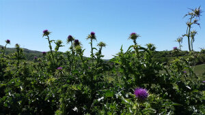 Picking Vegetables Among Stones and Open Fields - Ciaotrekking